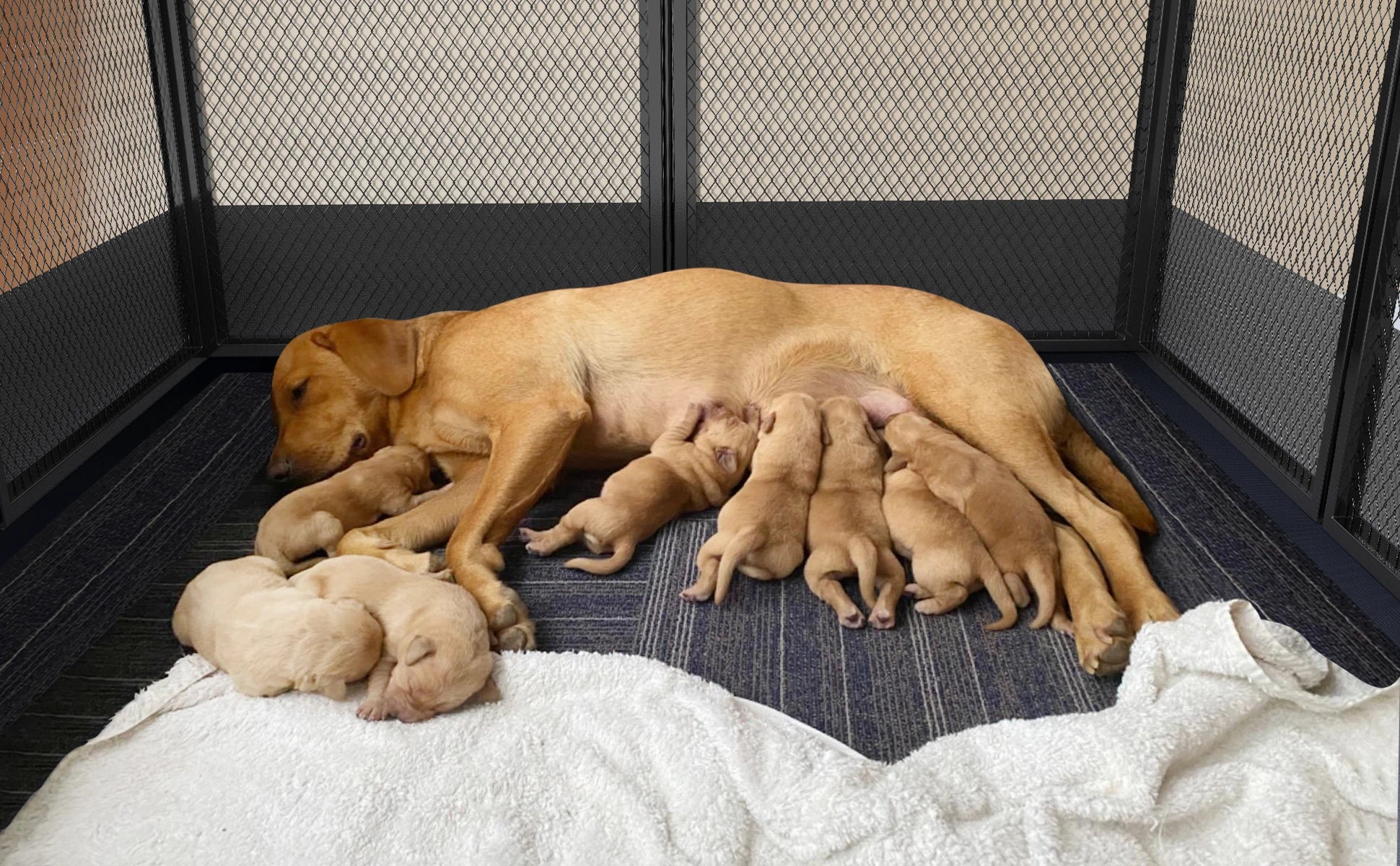 8-Delige Hondenren voor Puppy’s – Zware Metalen Puppyren met Deur & Waterdichte Mat – Opvouwbaar Hondenhek voor Binnen en Buiten